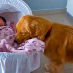 dog soothes baby