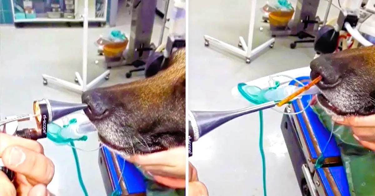 dog stick in nose