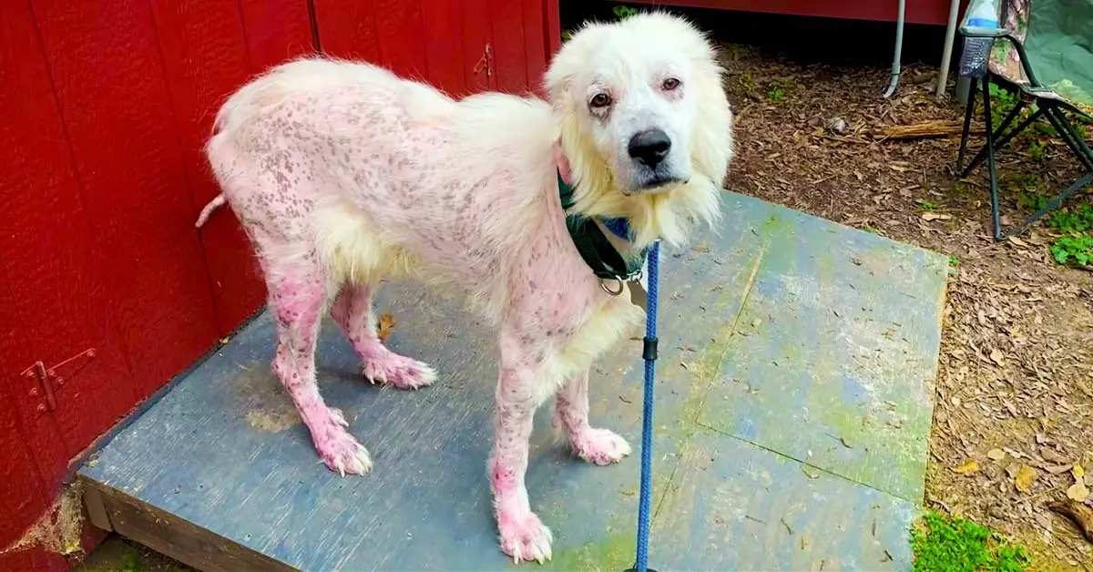 dog transformation