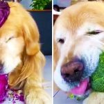 dog eats veggies