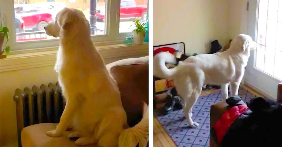 dog waits for kids