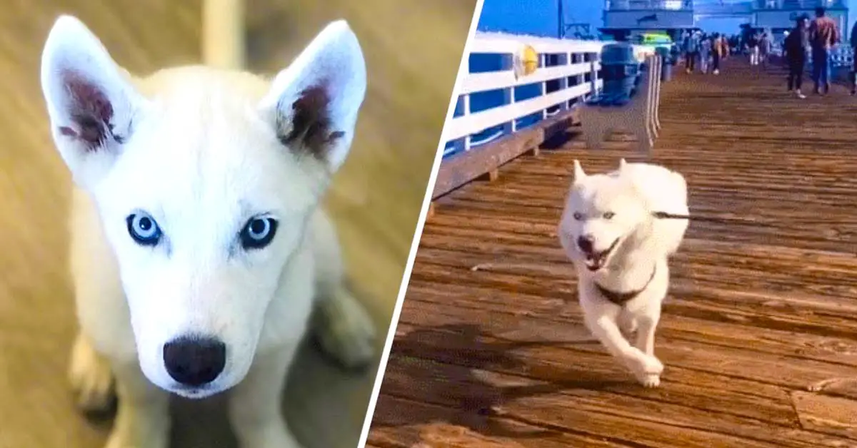 dog walks different