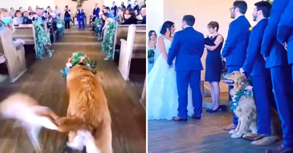 dog at wedding