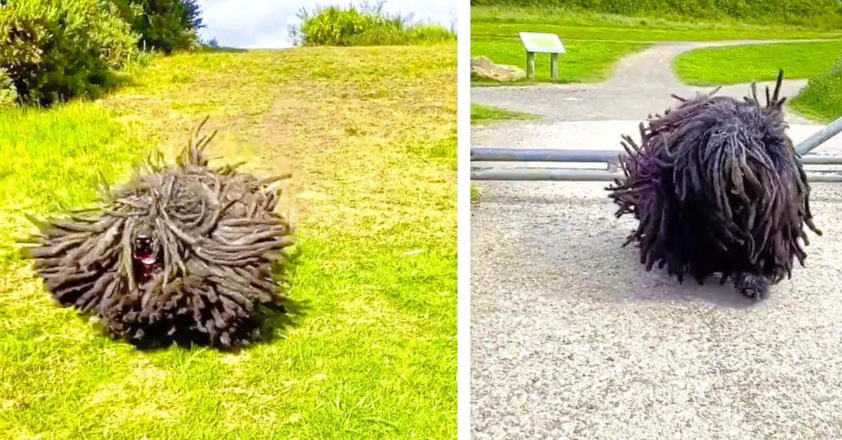 dog with dreadlocks