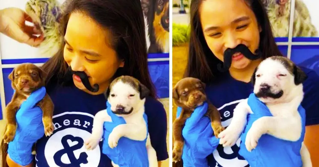 puppy with mustache