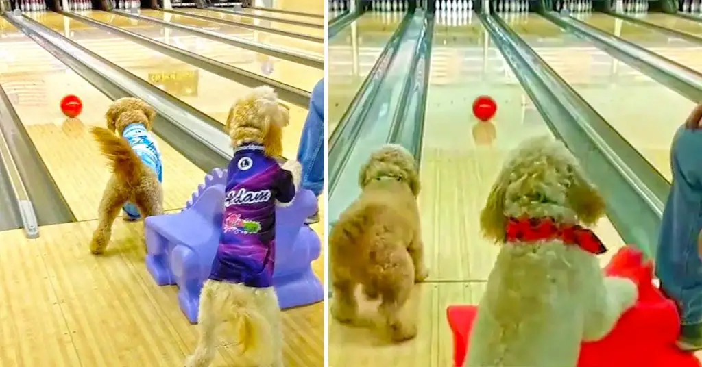 dogs bowling