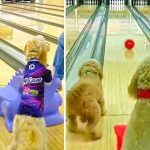 dogs bowling