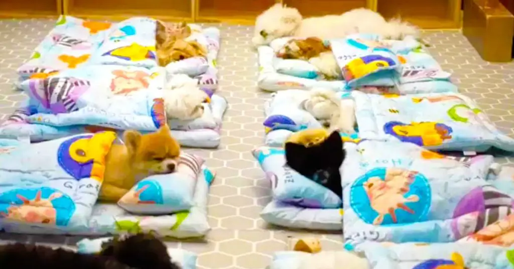 puppies sleeping bags