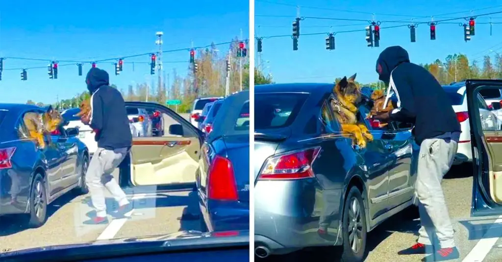 dogs meet in traffic