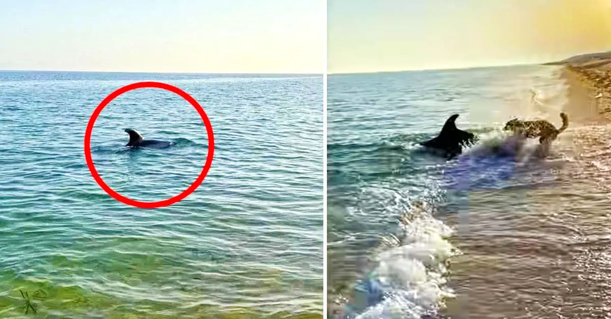 dog and dolphin