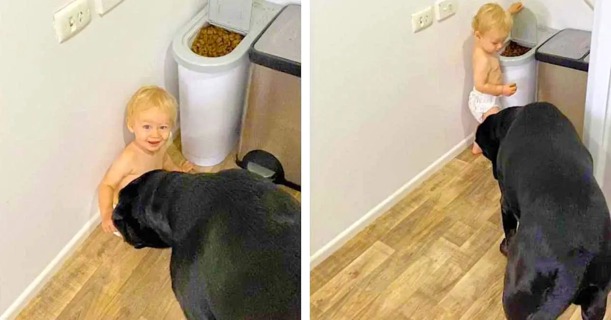 feeding dog