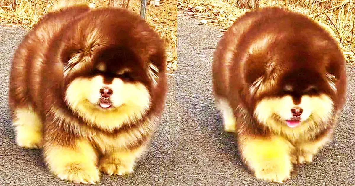 fluffy dogs