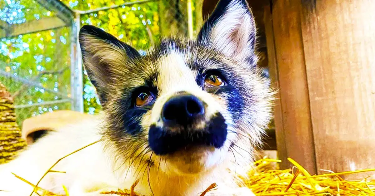 fox