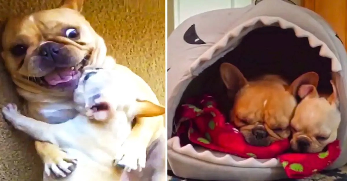 French Bulldogs