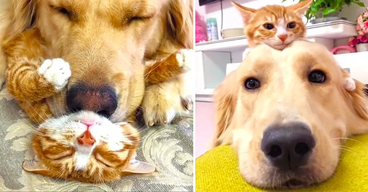 Gentle Golden Retriever And Cuddly Kitten Are Pure Cuteness