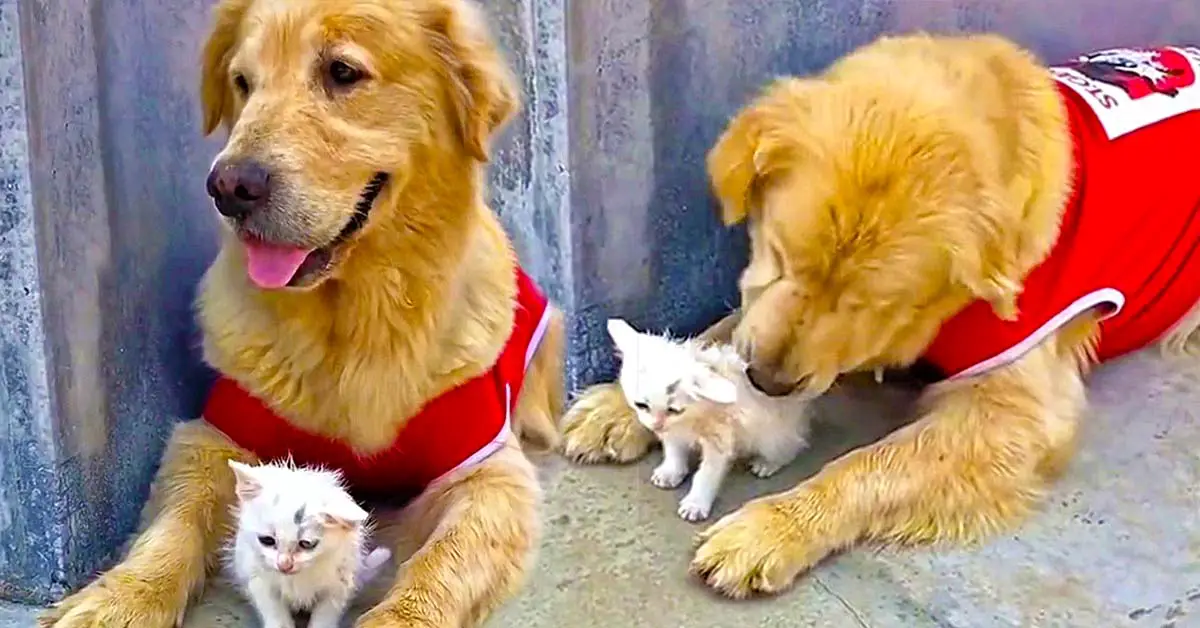 golden with kitten