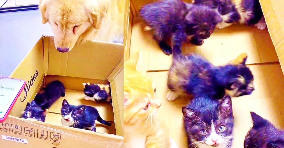 dog meets kittens