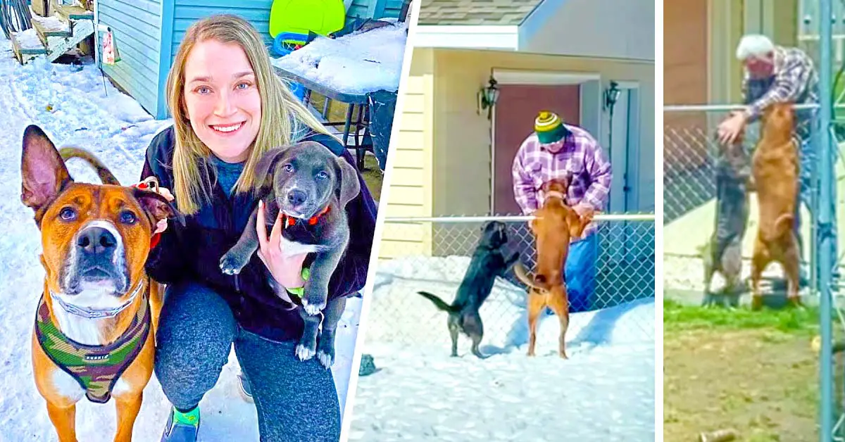 dogs love neighbor