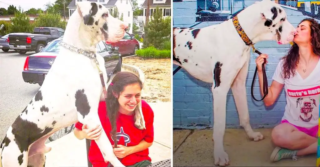 Great Dane hugs