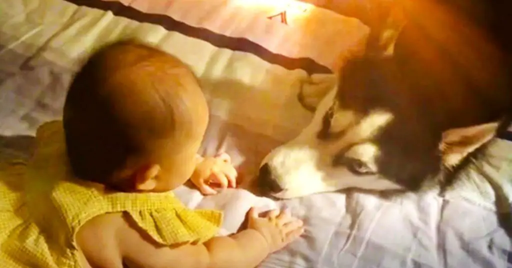 husky meets baby