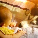 husky meets baby