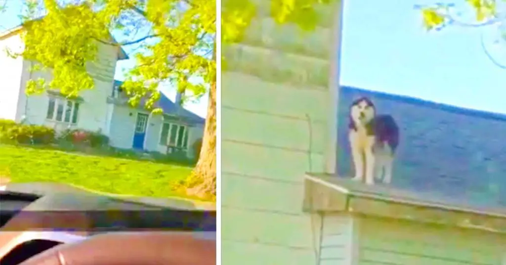 Husky on the roof