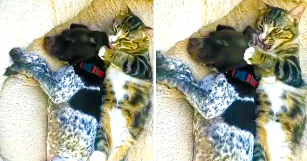 kitten loves puppy