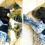 kitten loves puppy