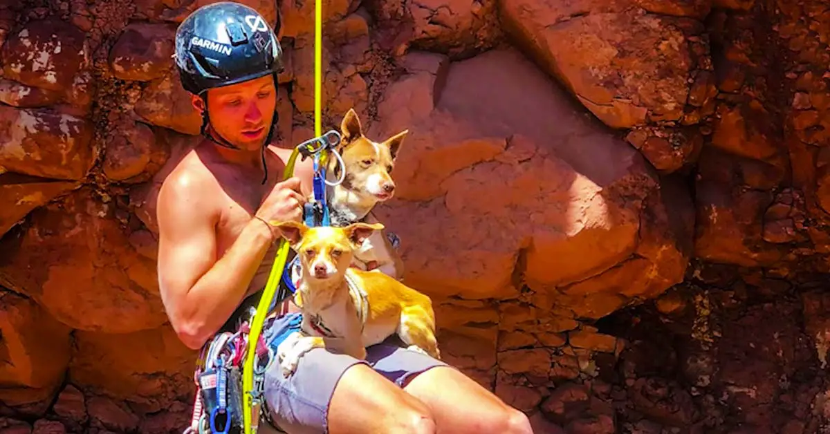 man saves dogs