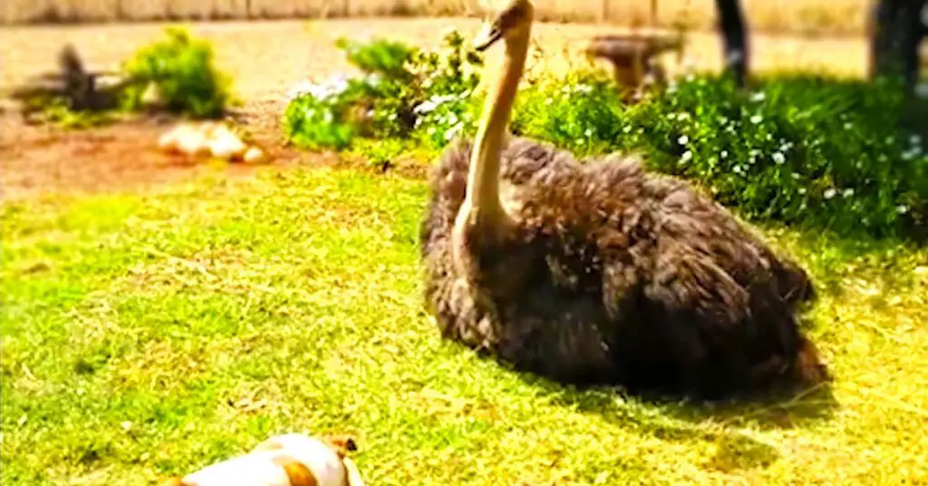 ostrich and dog