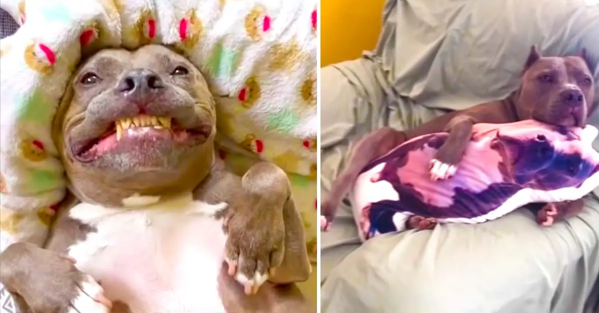 funny pitbull
