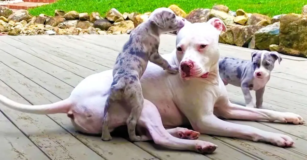 pitbull teaches puppies