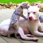 pitbull teaches puppies