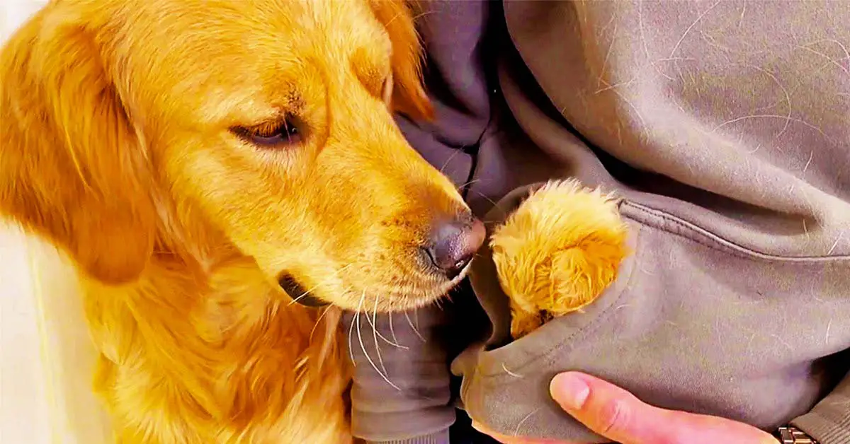 Puppy in pocket
