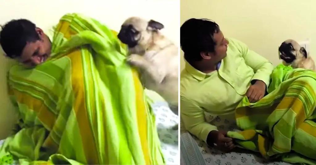 pug freaks out