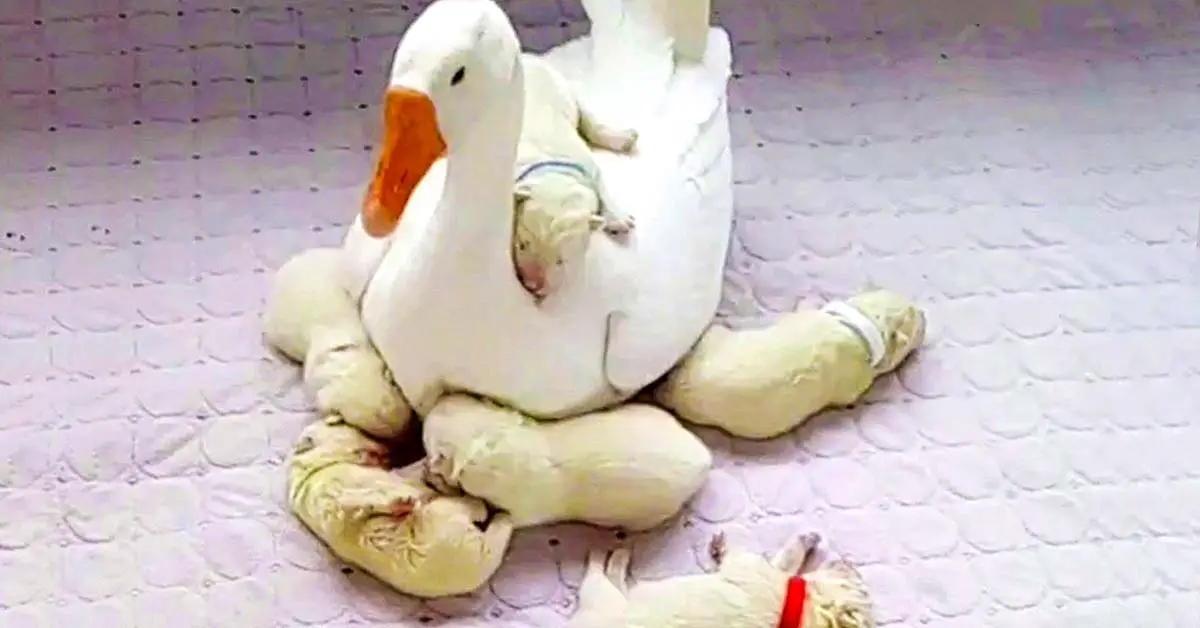 puppies and goose