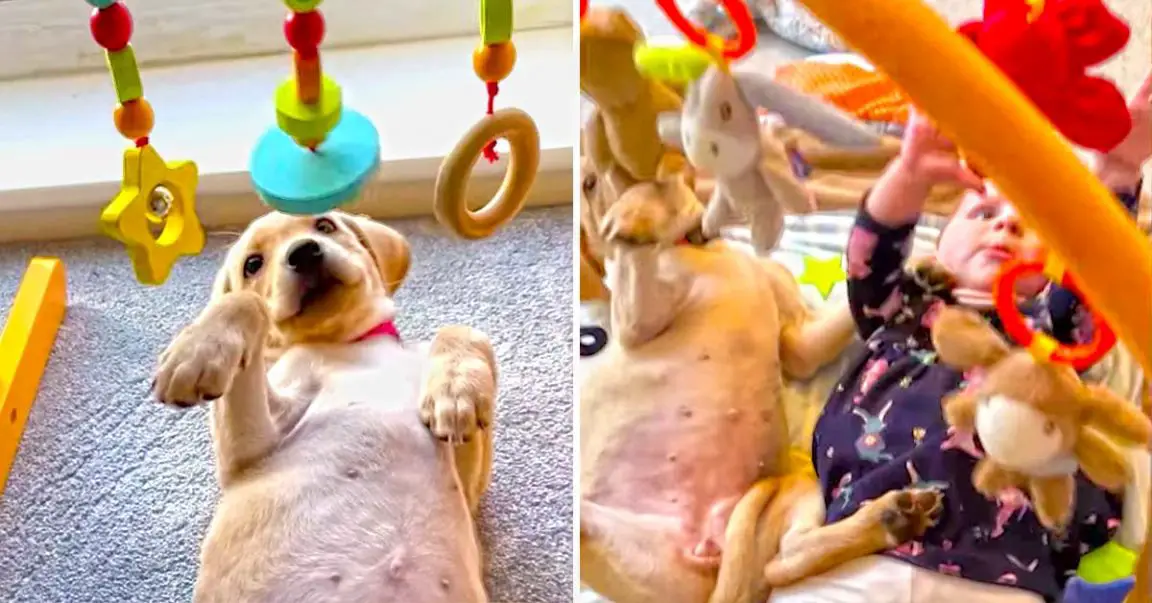 Angry French Bulldog Throws Tantrum Over Cheerios