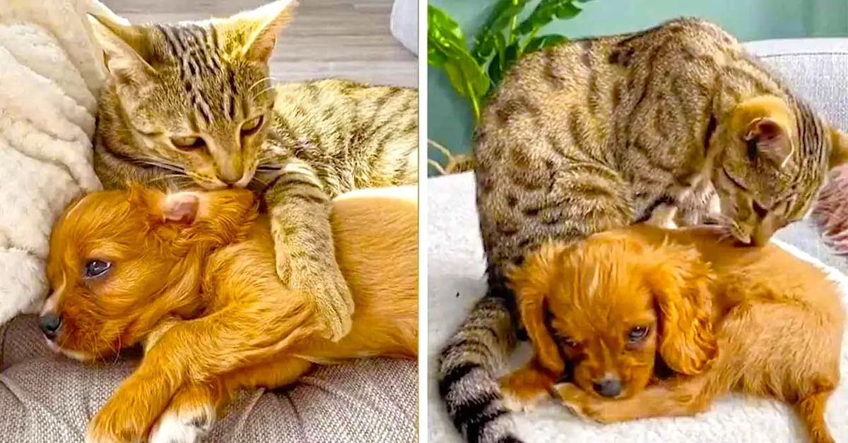 puppy and cat