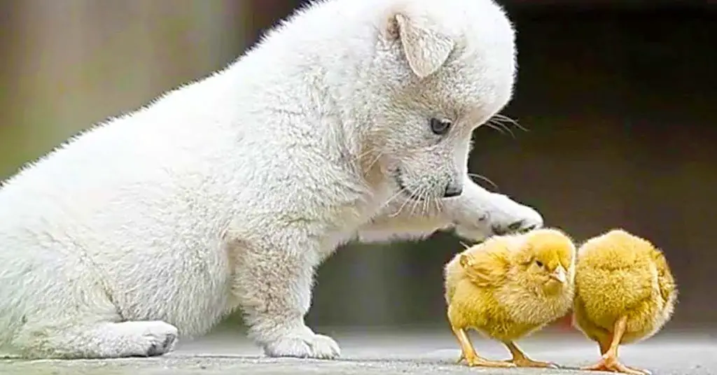 puppy plays with chicks