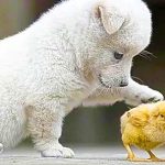 puppy plays with chicks