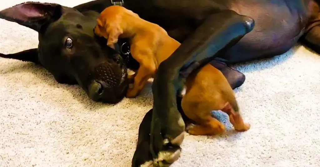 puppy loves Great Dane