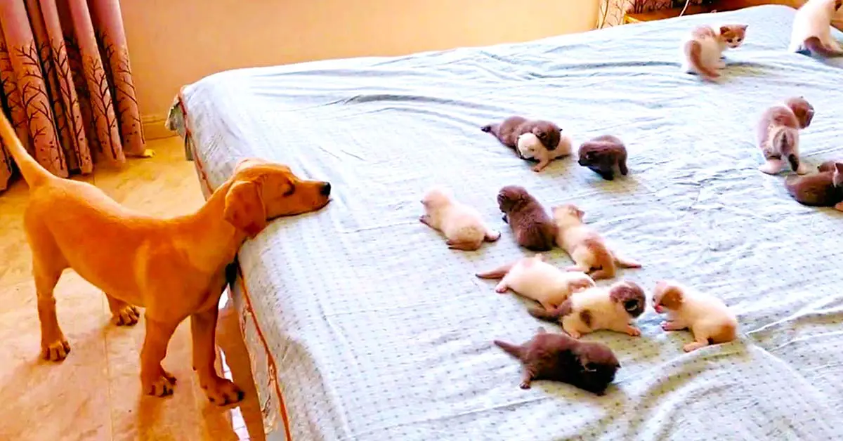 puppy and kittens