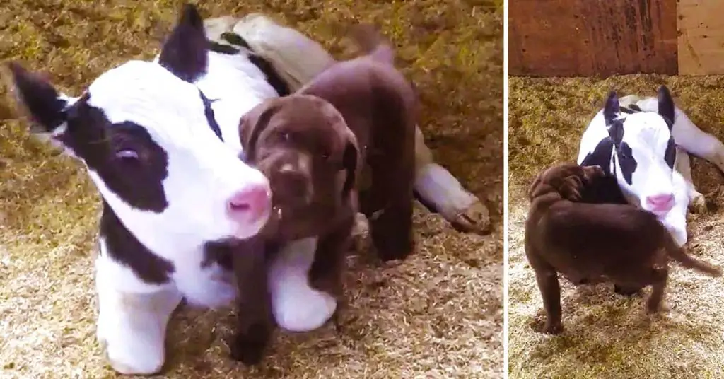 puppy loves calf