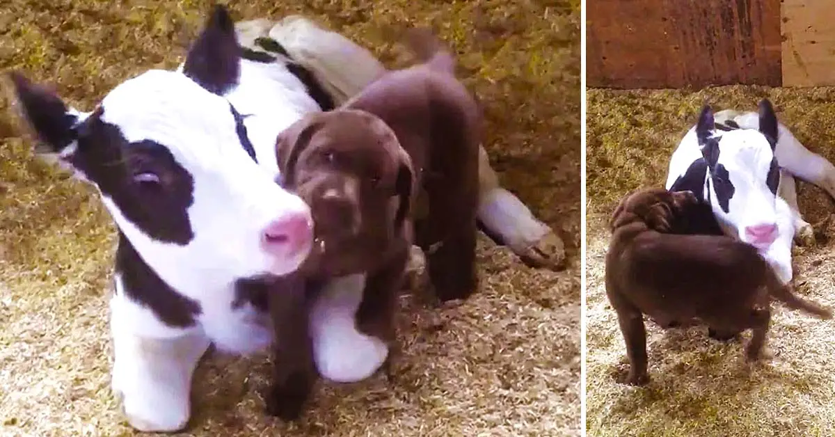 Lab Puppy Welcomes Baby Calf Into The World With Lots Of Loving Kisses