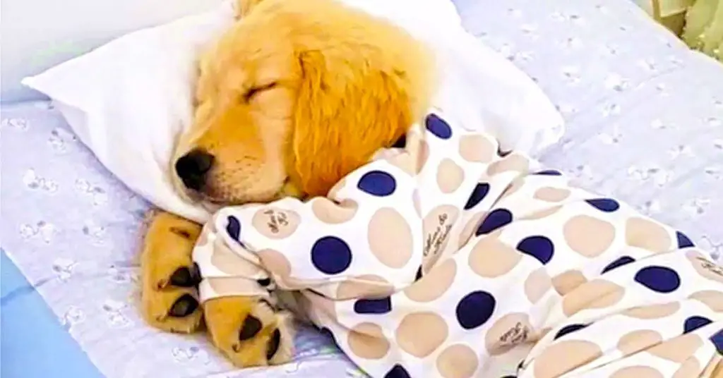 puppy napping in pjs