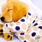puppy napping in pjs