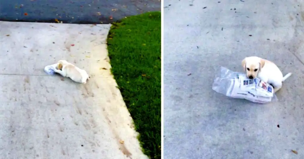 puppy fetches newspaper