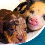 puppy and piglet