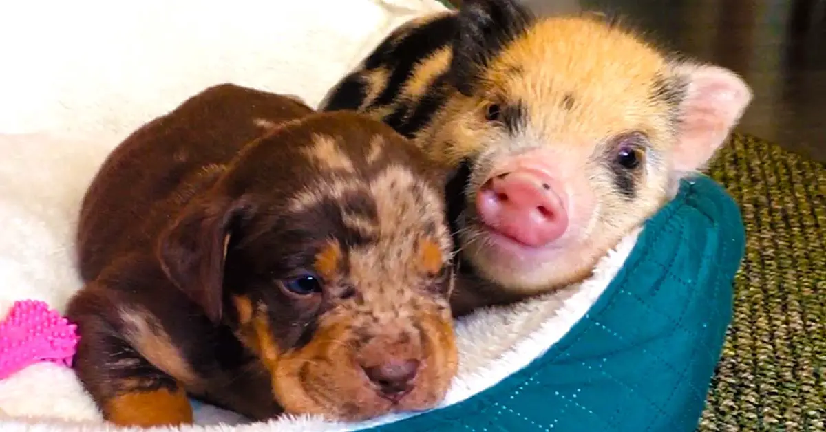 puppy and piglet