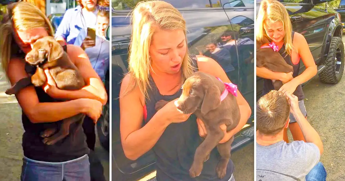 puppy proposal